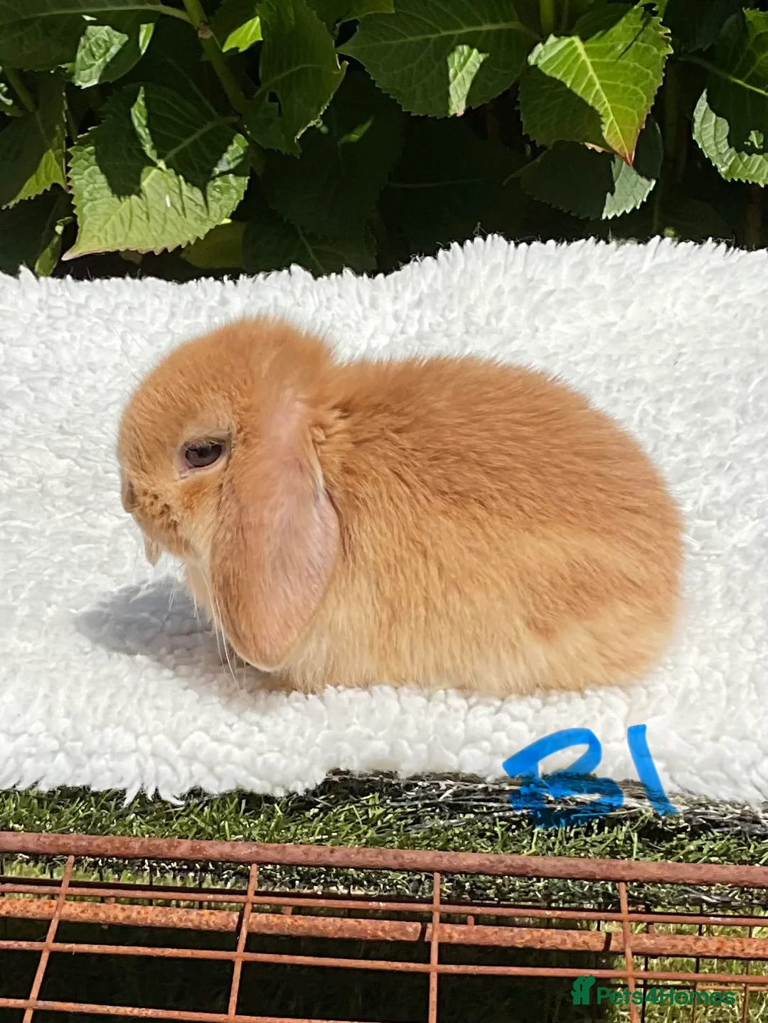 Mini Lop rabbits for sale: Pure bred mini lops baby rabbits . - Advert 2