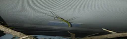 Stick Insects invertebrates for sale: 2x Lonchodiodes sp "Ilocos" female stick insects  - Advert 5
