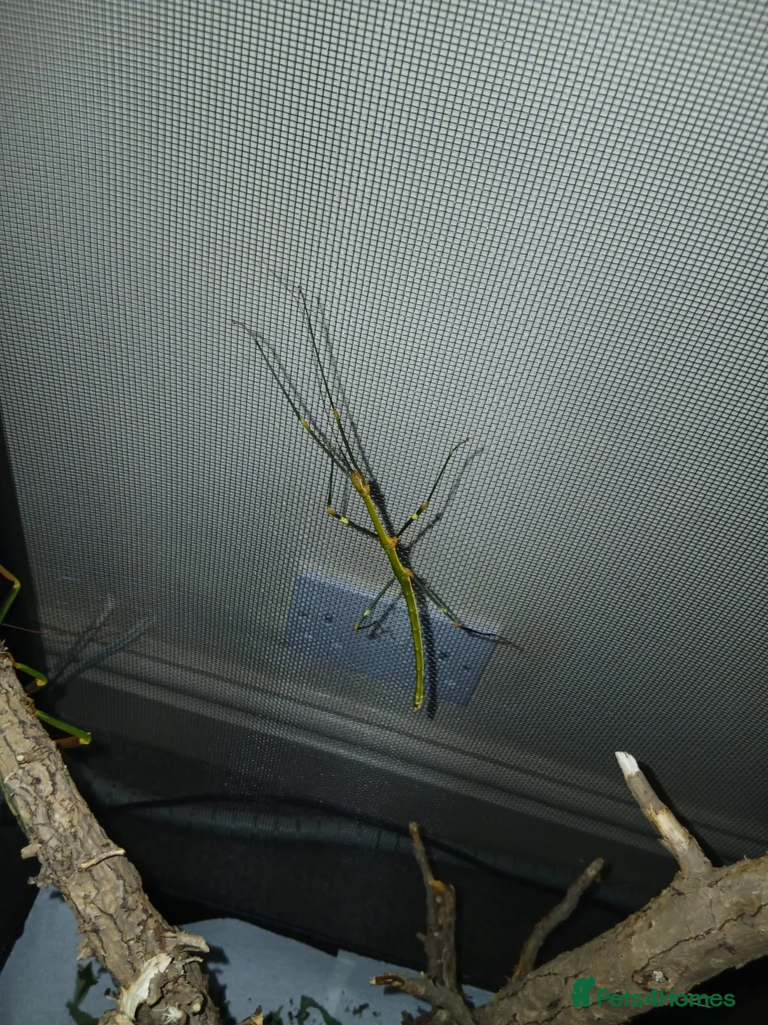 Stick Insects invertebrates for sale: 2x Lonchodiodes sp "Ilocos" female stick insects  - Advert 5
