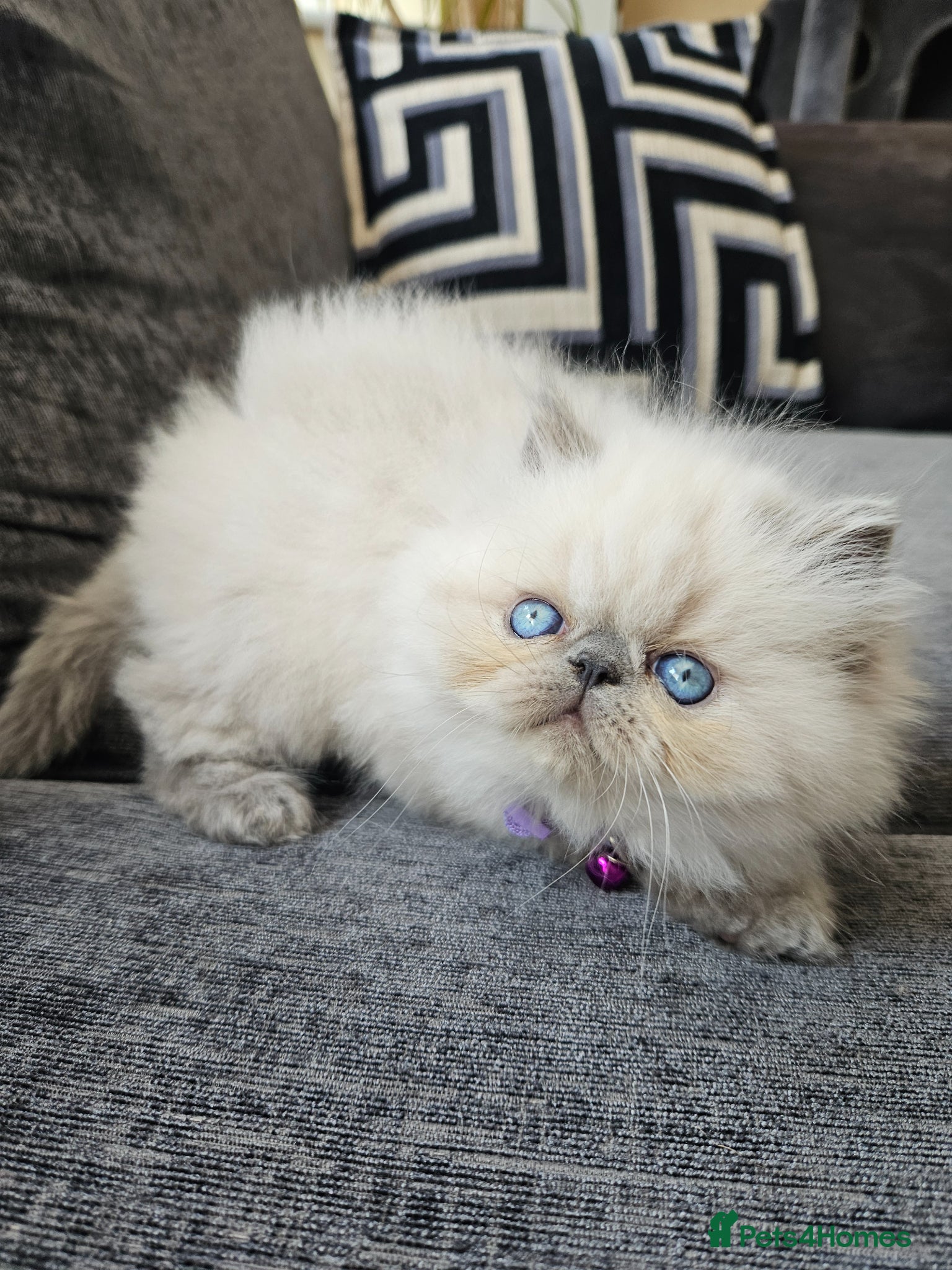 Persian cats 😻Stunning Pedigree Persian Kittens😻  - Advert 4