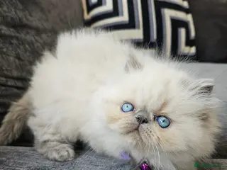 Persian cats 😻Stunning Pedigree Persian Kittens😻 - Advert 4