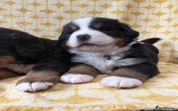 Bernese Mountain Dog dogs for sale: Kc Reg Bernese mountain dogs  - Image 13