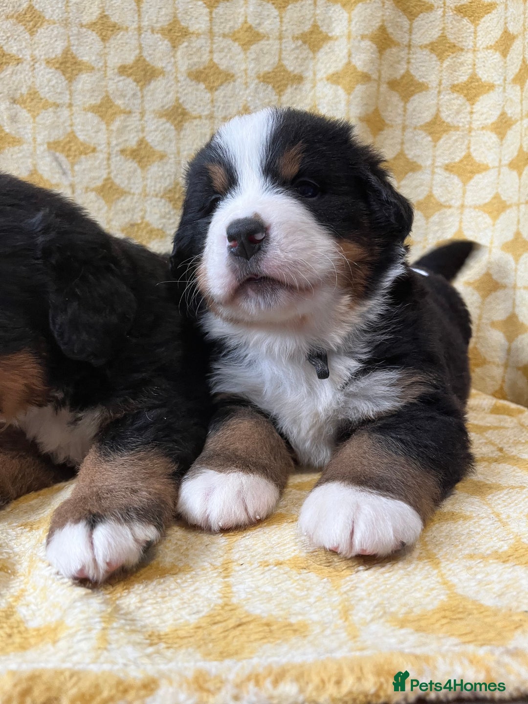 Bernese Mountain Dog dogs for sale: Kc Reg Bernese mountain dogs  - Image 13