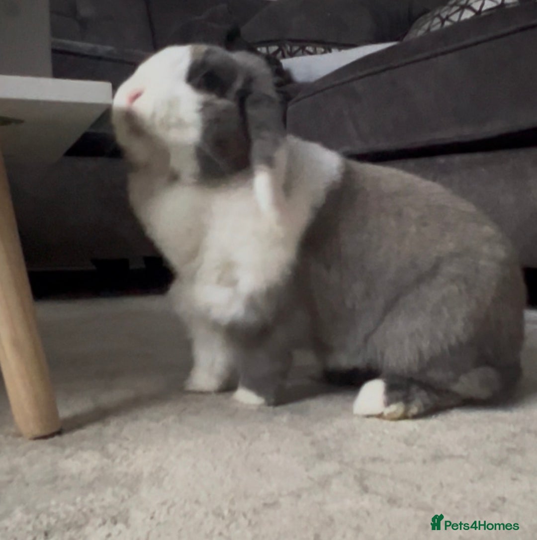 Mini Lop rabbits for sale: Mini lop  - Advert 4