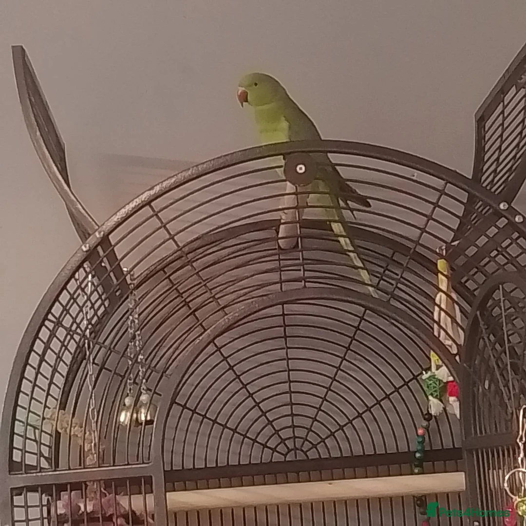 Parakeets birds for sale: Indian ringneck in Woking - Advert 5