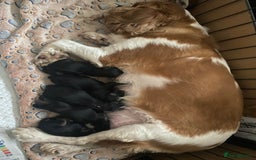Cavapoo dogs for sale: Beautiful F1 cavapoos phantom 3 girls left 💜💖❤️ - Image 31