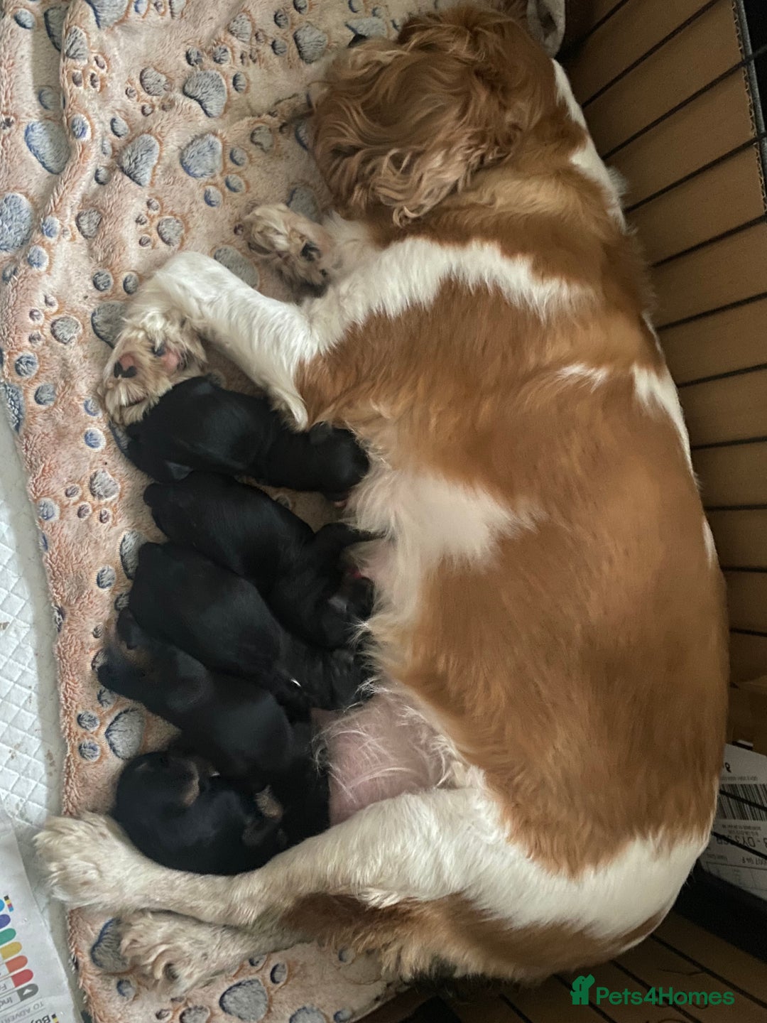 Cavapoo dogs for sale: Beautiful F1 cavapoos phantom 3 girls left 💜💖❤️ - Image 31