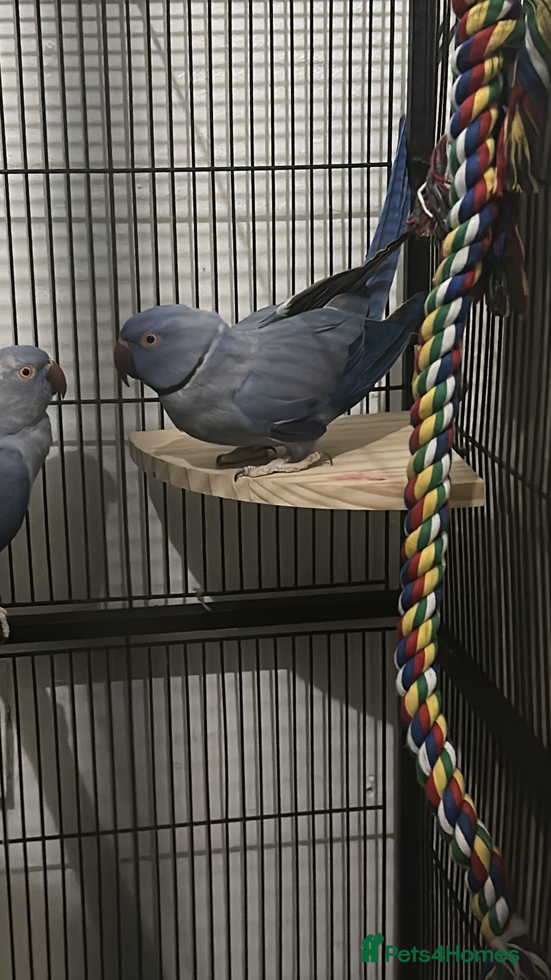 Parrots birds for sale:  ring neck violet pair parrot - Advert 2