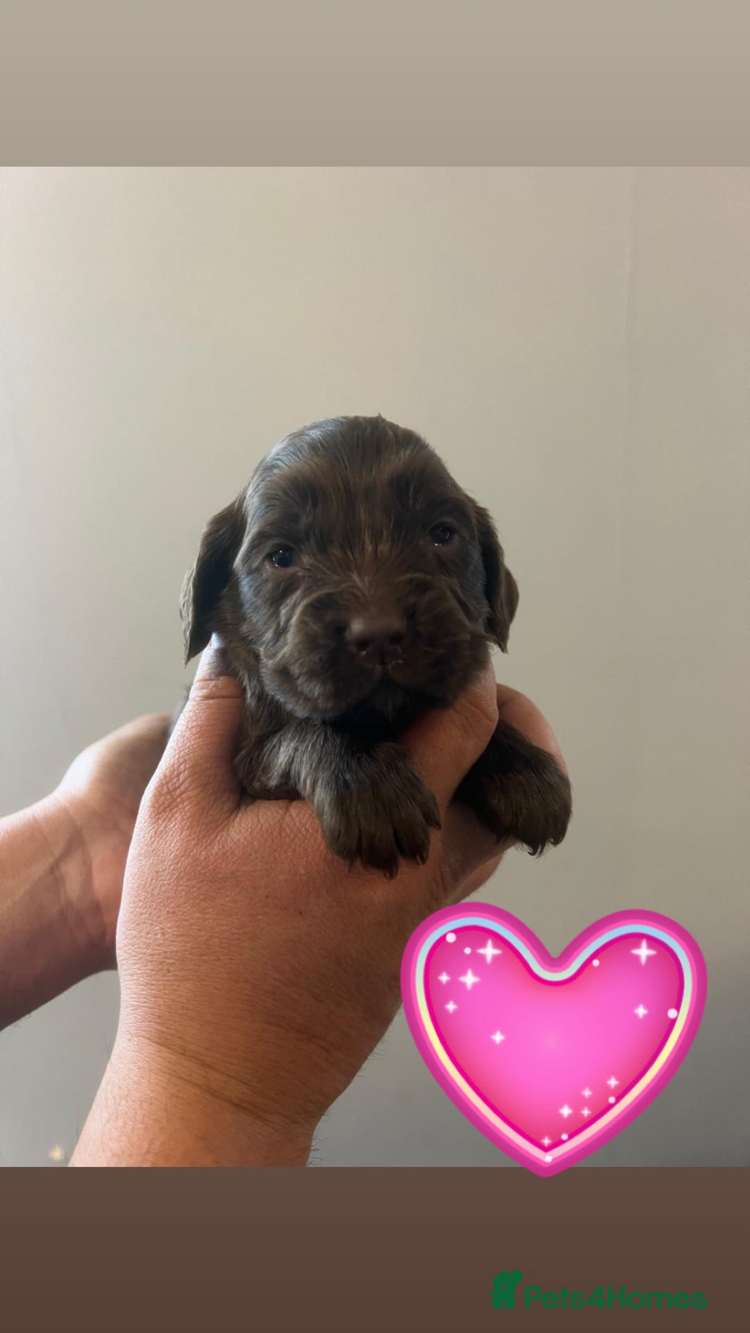 Sprocker dogs for sale: Sprocker spaniel puppies  - Advert 4