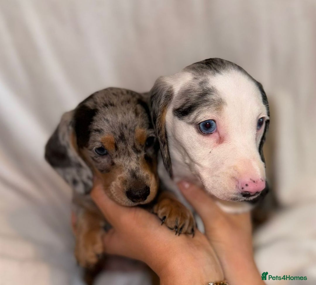 Miniature Dachshund dogs for sale: One adorable piebald male dachshund ready to go  - Image 3
