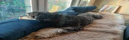 Bernedoodle dogs for sale: Mini Bernedoodle puppies due in 3 weeks - Advert 8