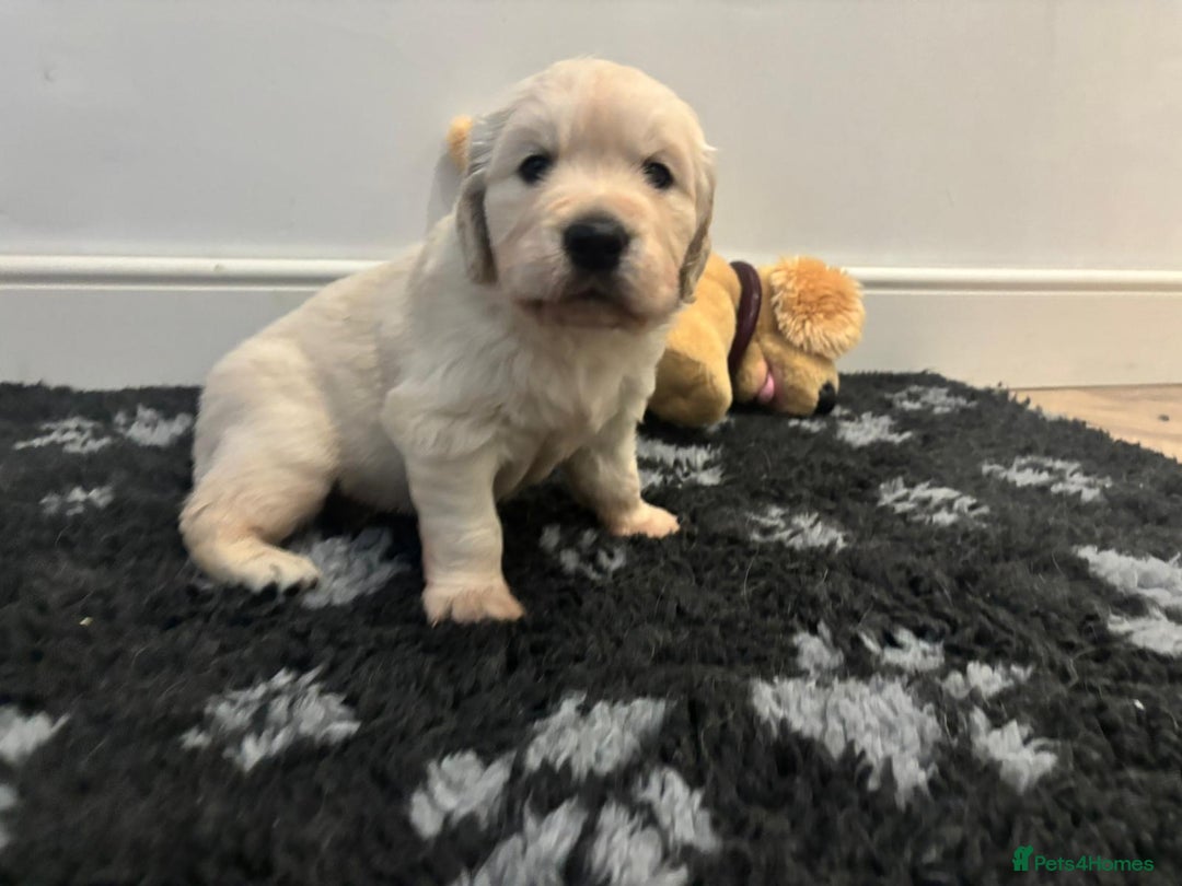 Golden Retriever dogs for sale: 1 x Male Golden Retriever - Advert 6