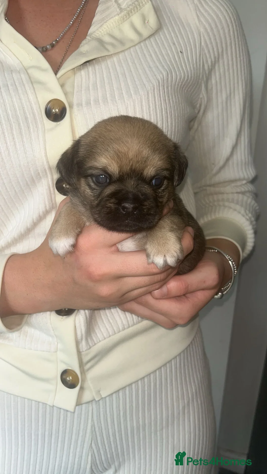 Mixed Breed dogs for sale: Jack shu puppies in Spennymoor - Advert 1