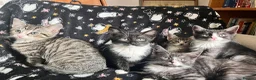 Mixed Breed cats for sale: Beautiful clever kittens in Eastbourne - Advert 1