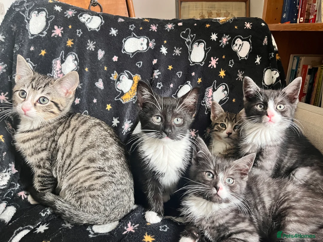 Mixed Breed cats for sale: Beautiful clever kittens in Eastbourne - Advert 1