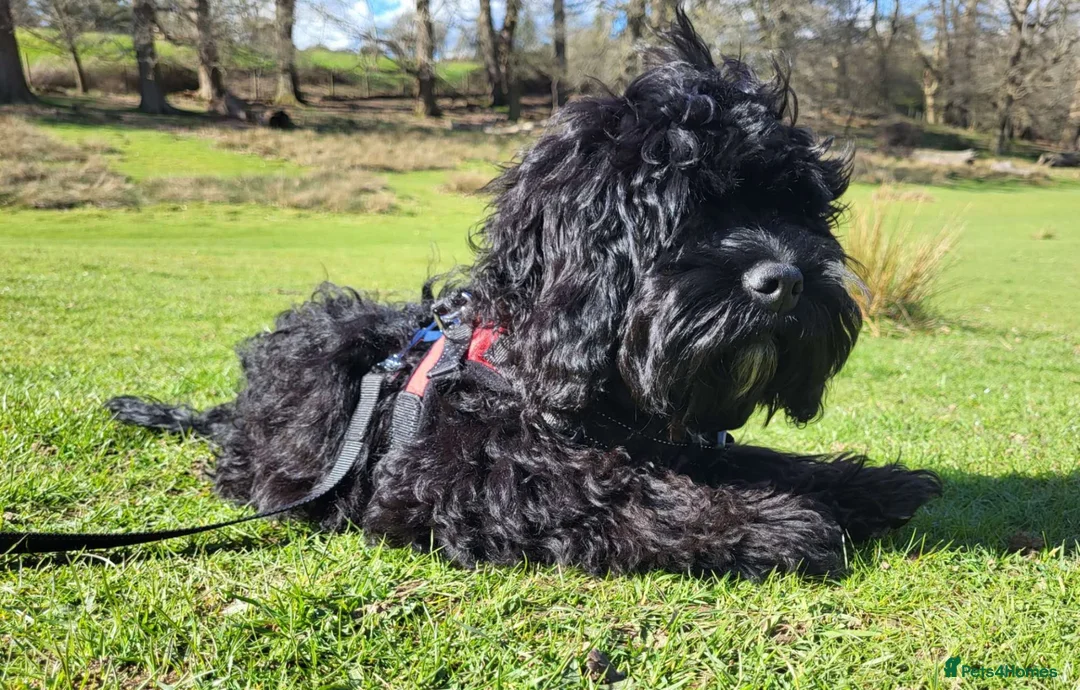 Cockapoo dogs for sale: 🐾 Meet Milo - A happy, loving cockapoo - Advert 5