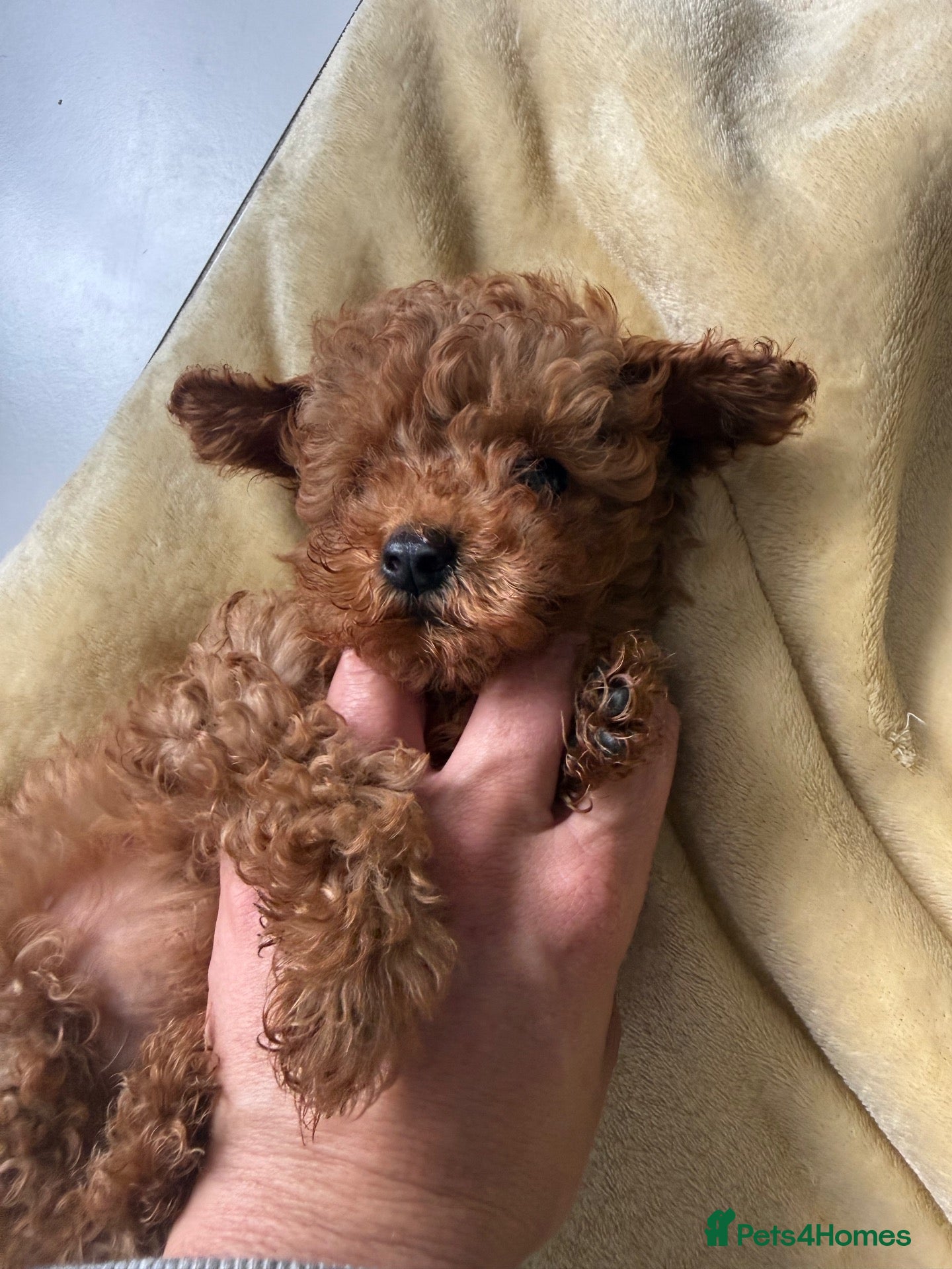 Toy Poodle dogs Red toy poodles  - Advert 5