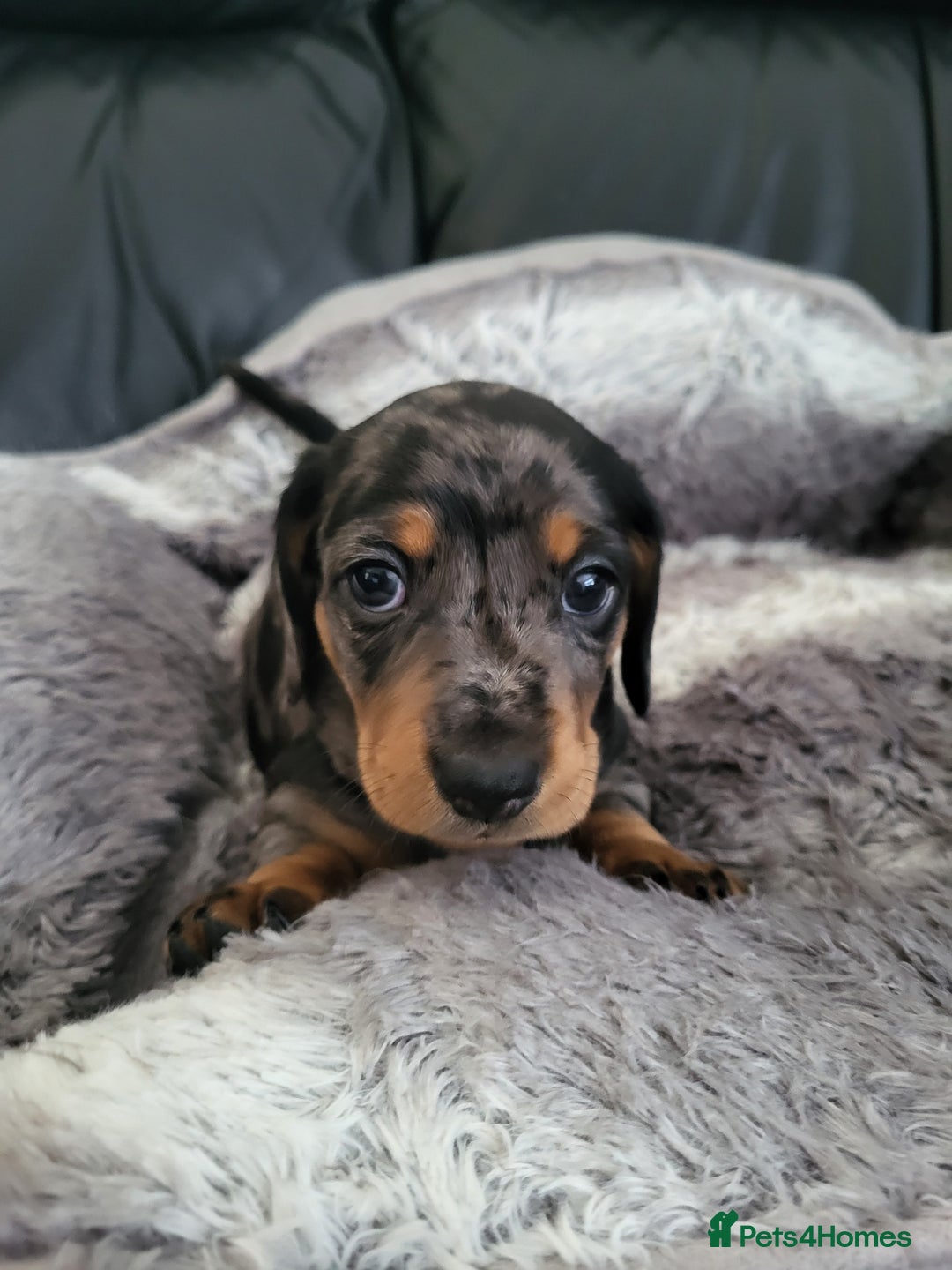 Miniature Dachshund dogs for sale: Miniature Dachshund puppies  - Image 2