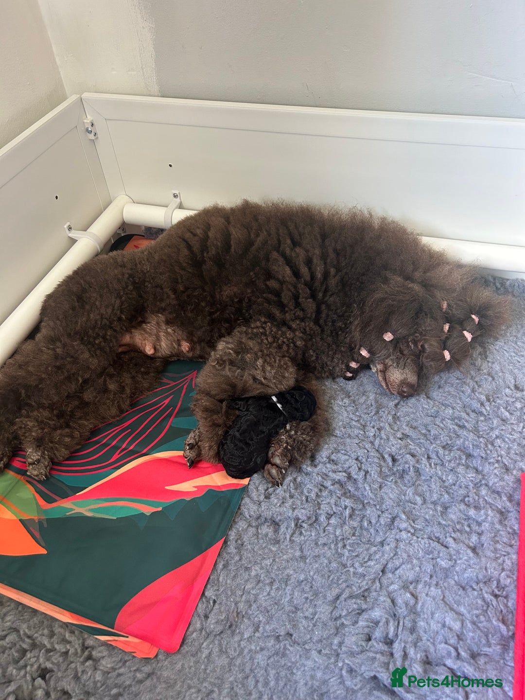 Miniature Poodle dogs for sale: Show quality male poodle  - Image 4