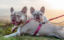 French Bulldog dogs for stud: KC New Shade Isabella Pied French Bulldog for STUD in Gunnislake - Image 8