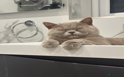 British Shorthair cats for sale: FEMALE BRITISH SHORT HAIR  - Image 2