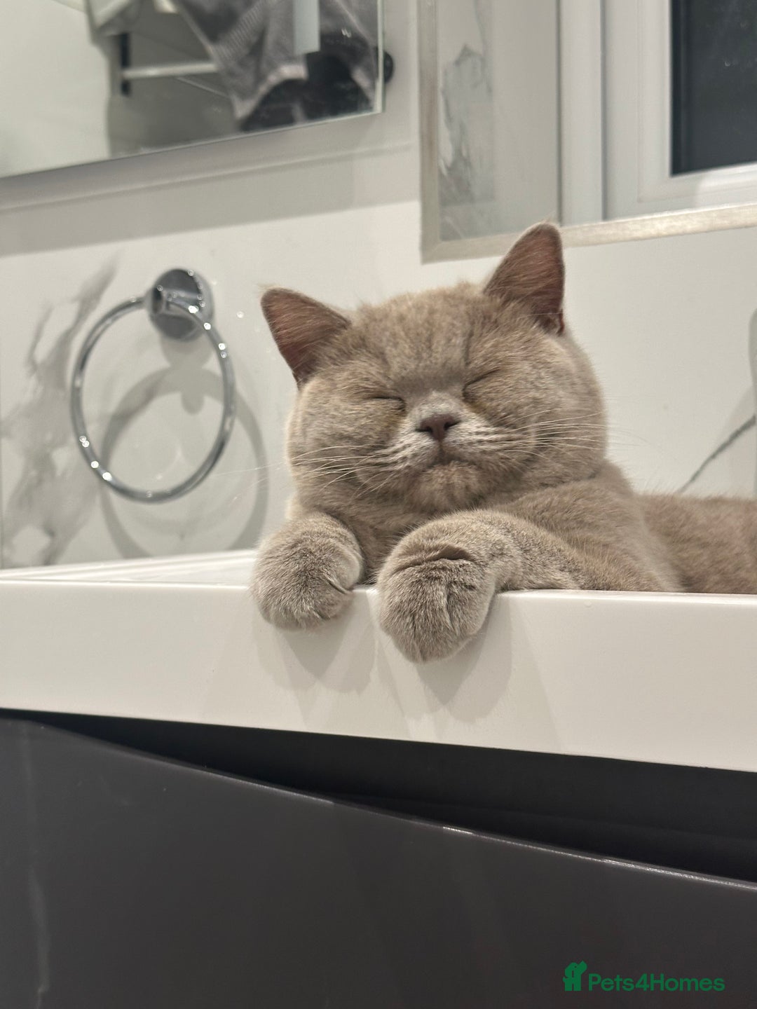 British Shorthair cats for sale: FEMALE BRITISH SHORT HAIR  - Image 2