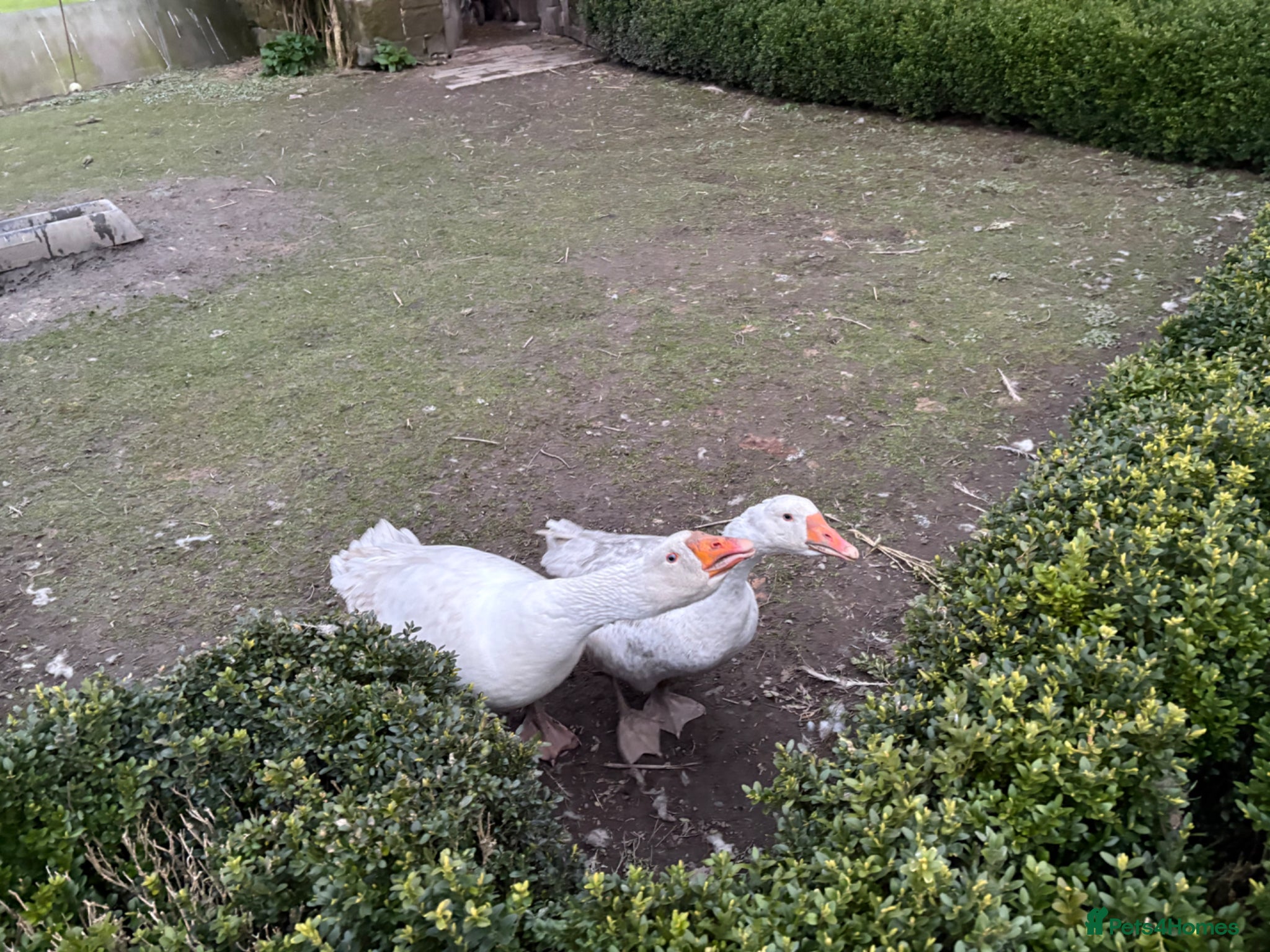 Geese poultry 2 Geese for Sale - Male and Female - Advert 4