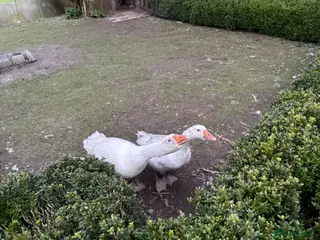 Geese poultry 2 Geese for Sale - Male and Female - Advert 4