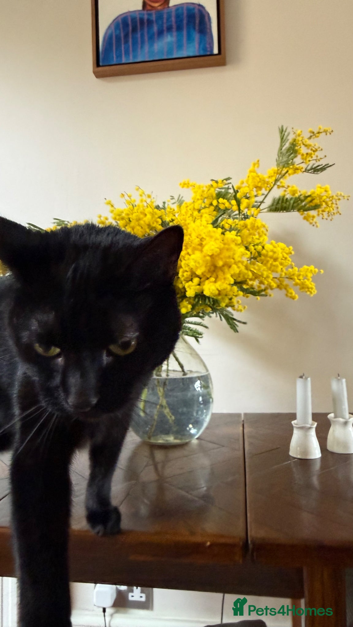 Domestic Shorthair cats for sale: FREE TO A LOVING HOME — Jackie, 8yo Female Cat 🖤 - Advert 7
