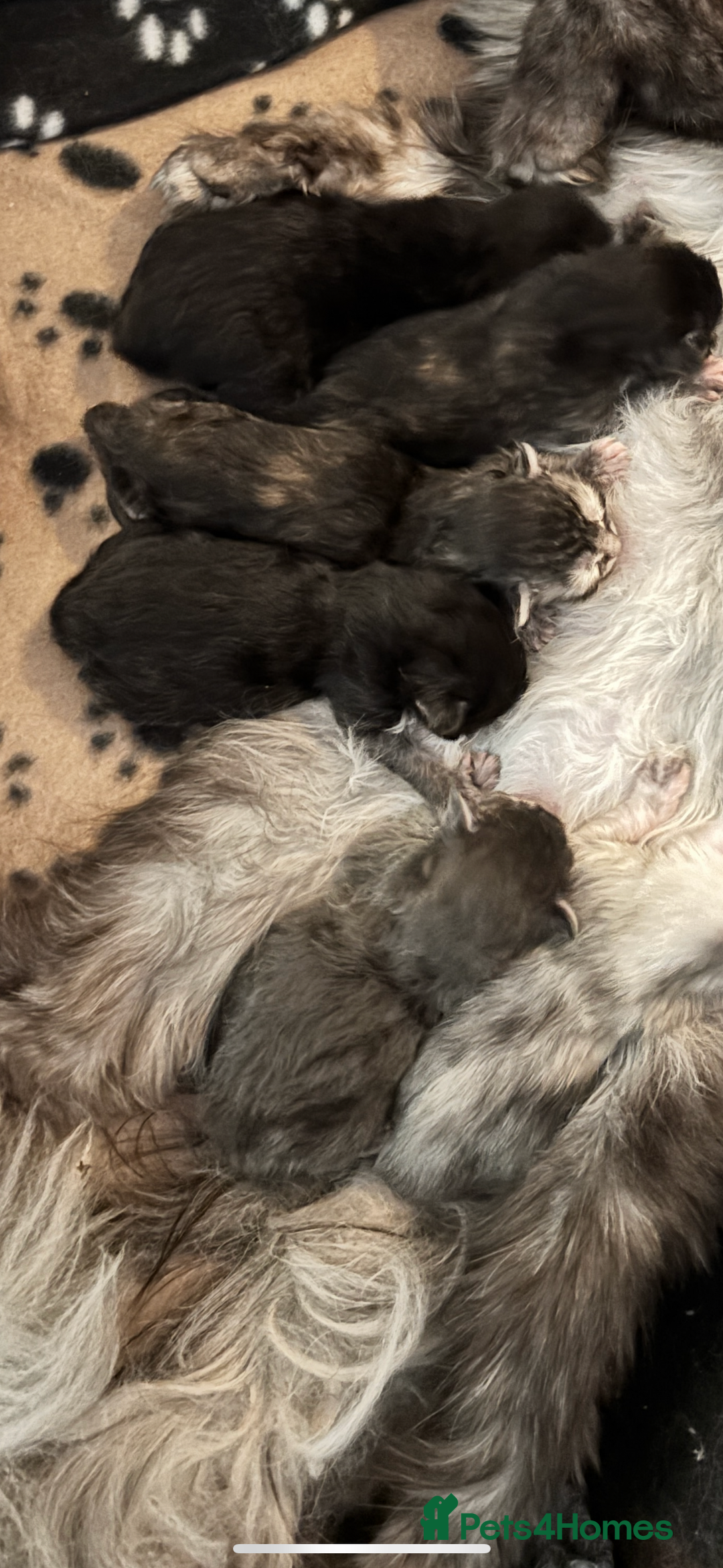 Maine Coon cats for sale: Stunning black smoke main coon boys  - Advert 2