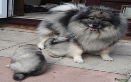 Keeshond dogs for sale: Keeshond Puppies available - Image 1