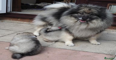 Keeshond dogs - Advert 13