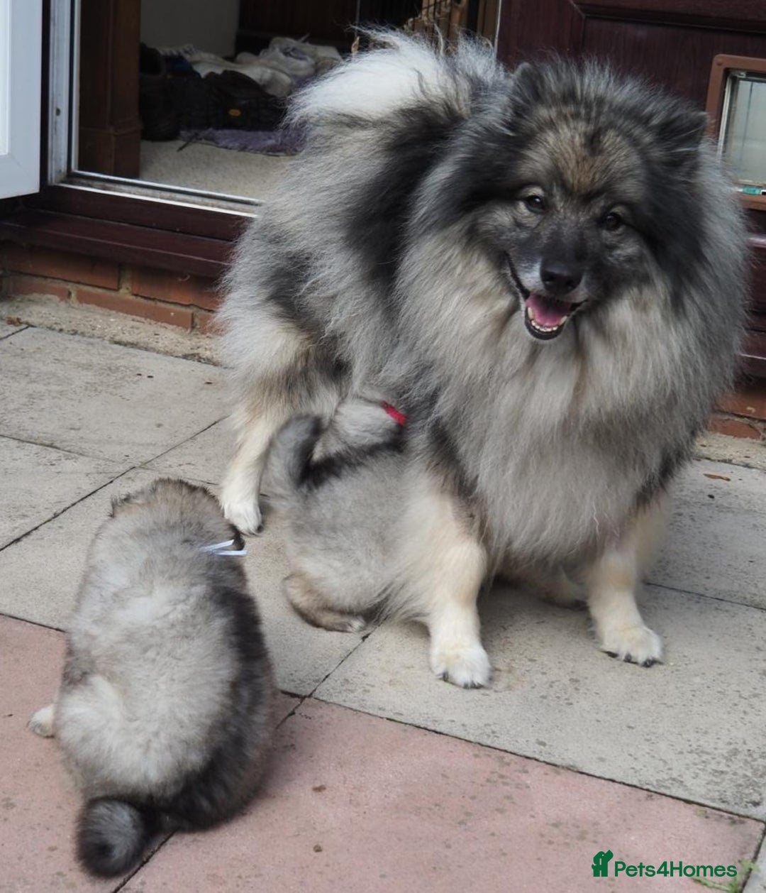 Keeshond dogs for sale: Keeshond Puppies available - Image 1