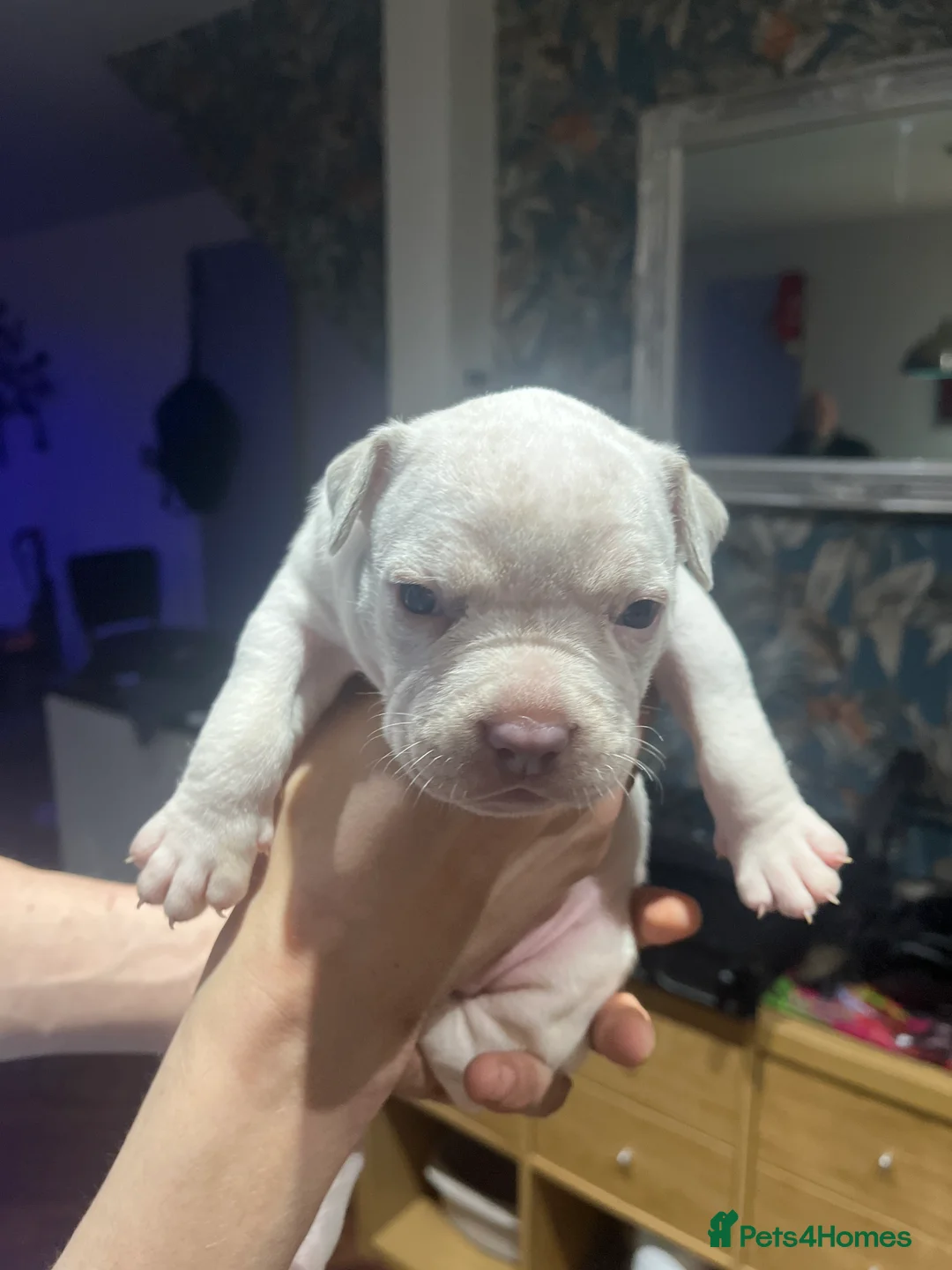 Mixed Breed dogs for sale: beautiful puppies looking for their forever homes - Advert 2