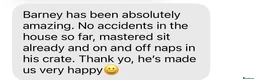 Cavapoochon dogs for sale: Cavapoochon puppies  - Advert 17