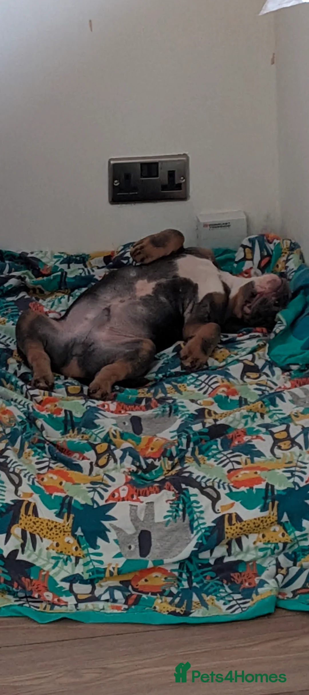 Mixed Breed dogs for sale: **10 months old bulldog cross** - Advert 16