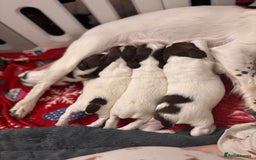 English Springer Spaniel dogs for sale: English springer spaniels  - Image 2