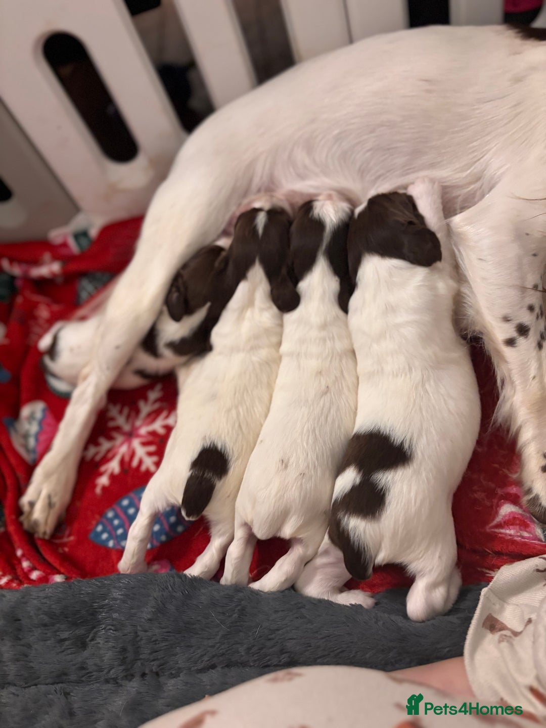 English Springer Spaniel dogs for sale: English springer spaniels  - Image 2