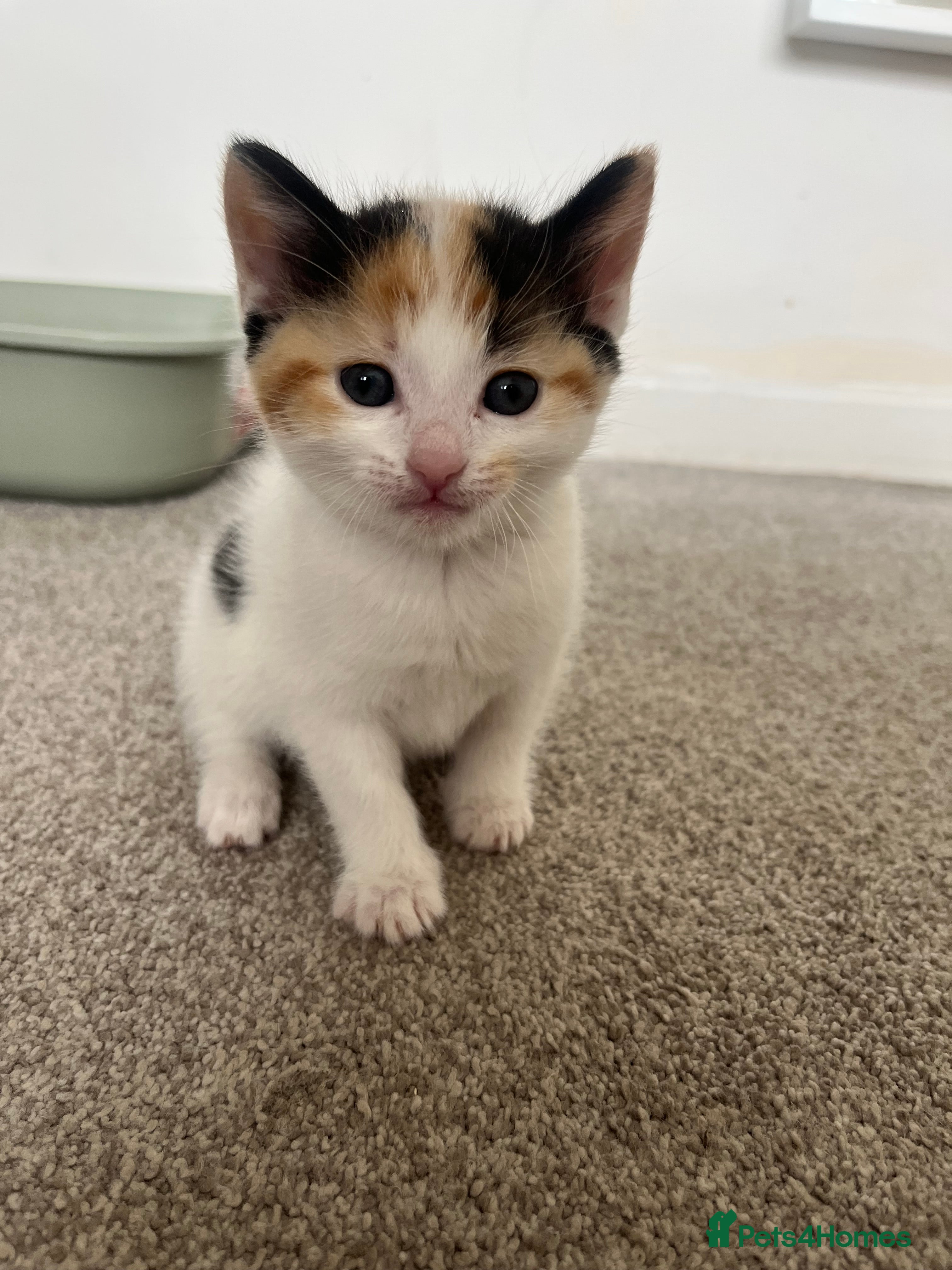 Mixed Breed cats for sale: 6 friendly and playful kittens - Advert 18
