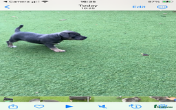 Staffordshire Bull Terrier dogs for sale: 2 blue staffy girls  - Image 7