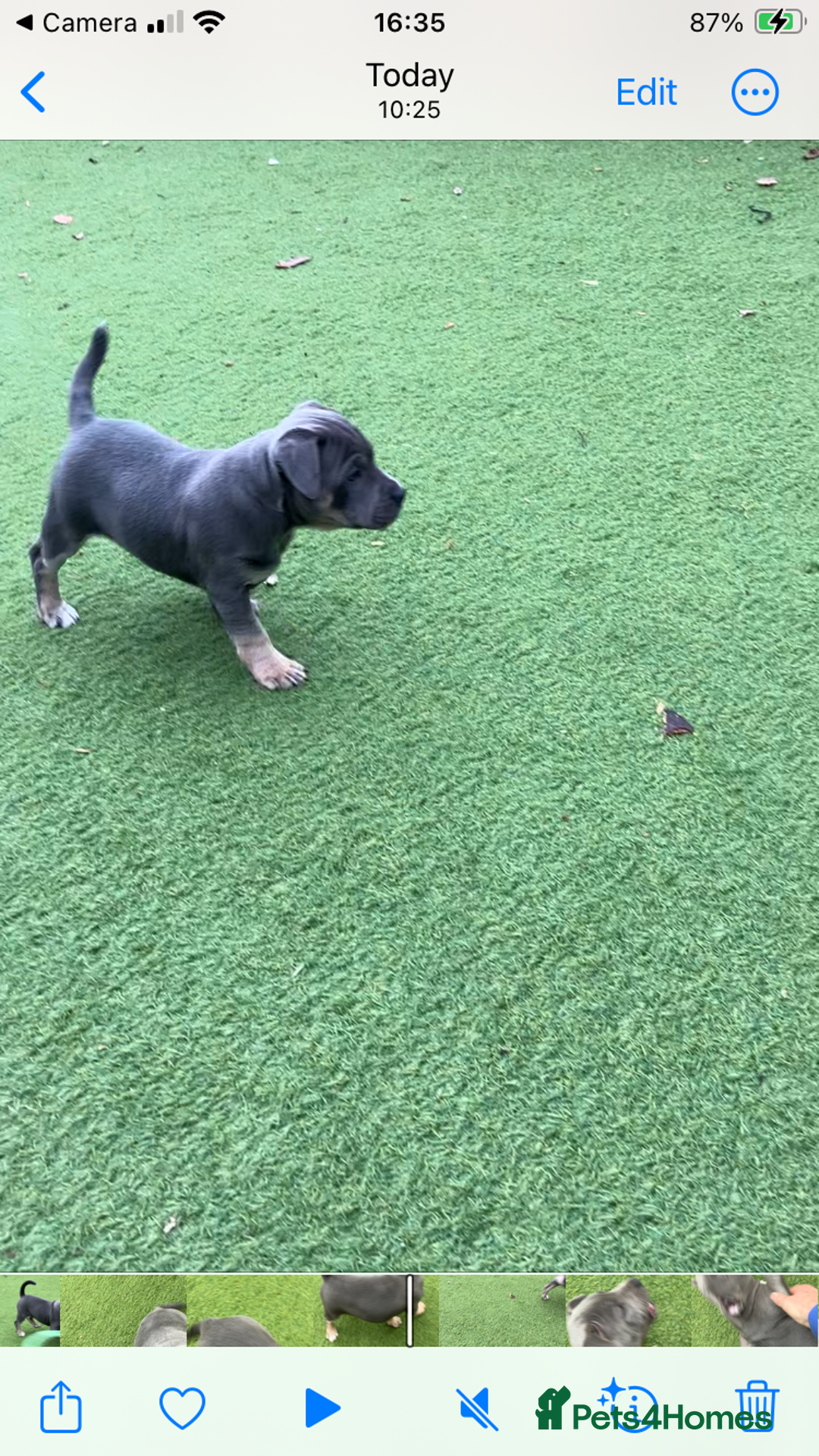 Staffordshire Bull Terrier dogs for sale: 2 blue staffy girls  - Image 7