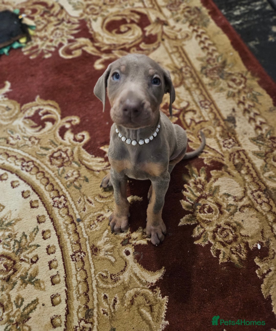 Dobermann dogs for sale: Stunning Female Ready for Lifelong Home  - Advert 11