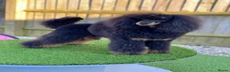 Miniature Poodle dogs for stud: Small RKC registered Miniature Phantom Poodle - Advert 5