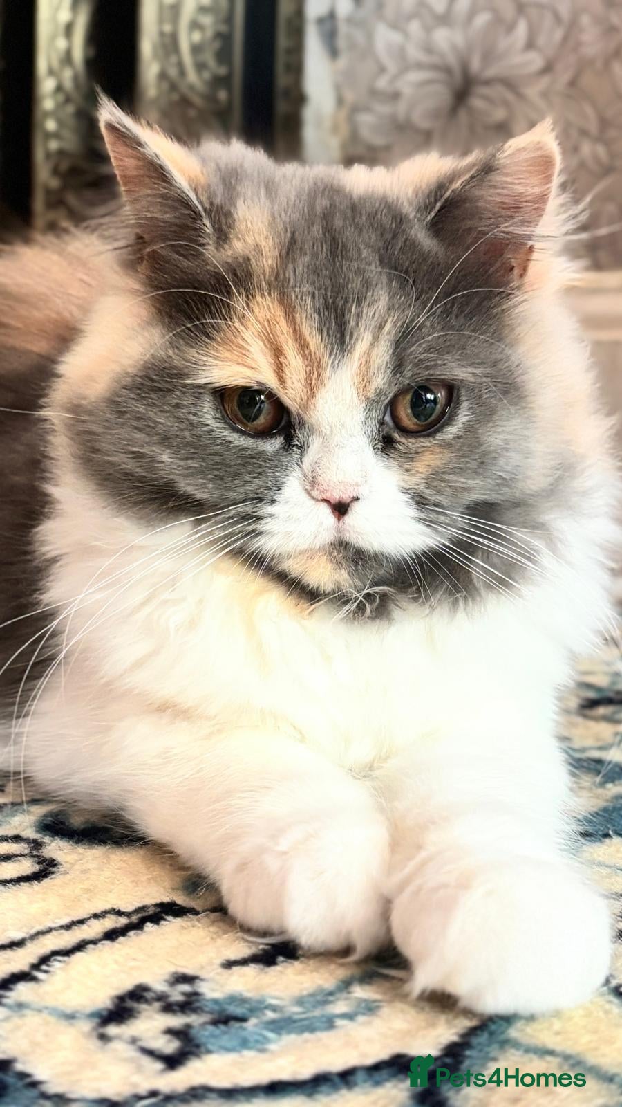 Persian cats Pure-bred Persian Kittens - Reserve Now - £750 - Advert 1
