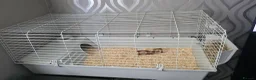 Guinea Pig rodents for sale: 2 stunning guinea pigs (with cage) - Advert 6