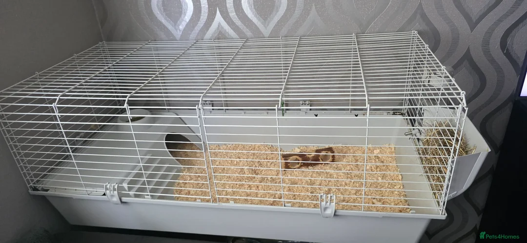 Guinea Pig rodents for sale: 2 stunning guinea pigs (with cage) - Advert 6