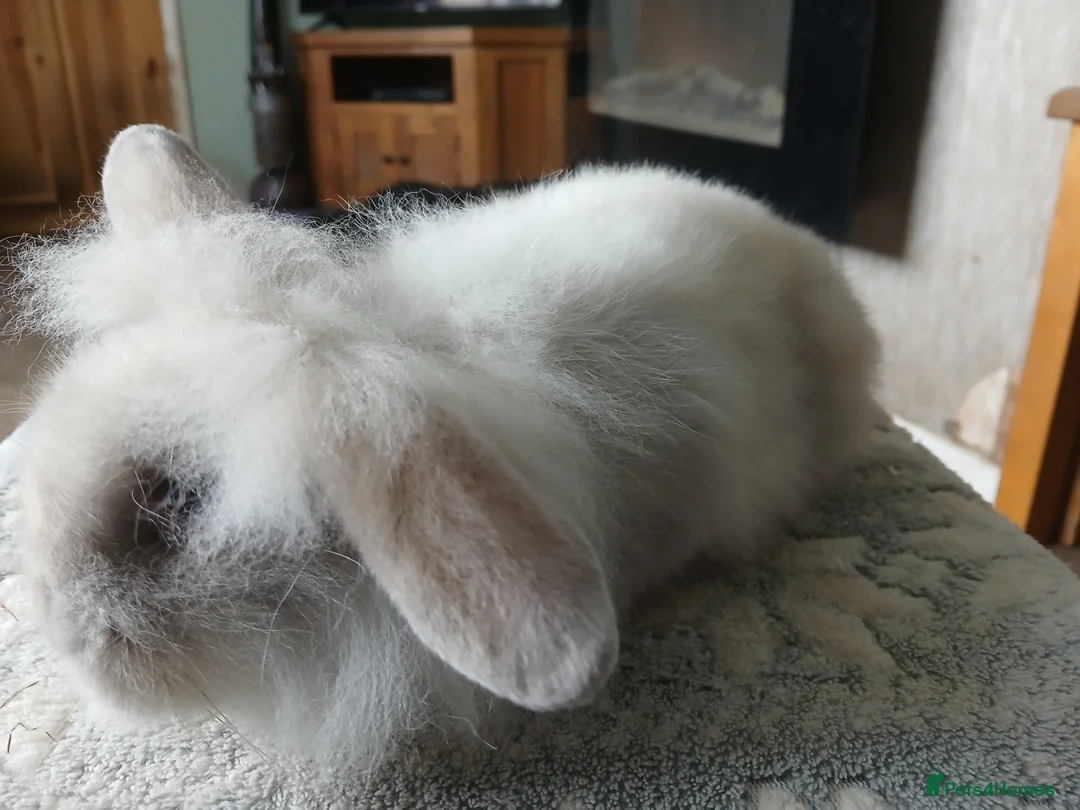 Mini Lion Lop rabbits for sale: Stunning DM Lionhead x minilop female baby rabbit  - Advert 2