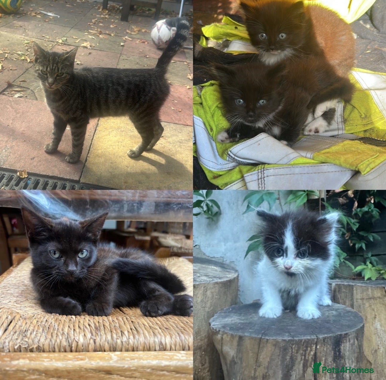Mixed Breed cats Loving Homes Wanted 🐾 - Advert 2