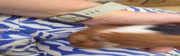 Guinea Pig rodents for sale: Female guinea pigs  - Advert 11