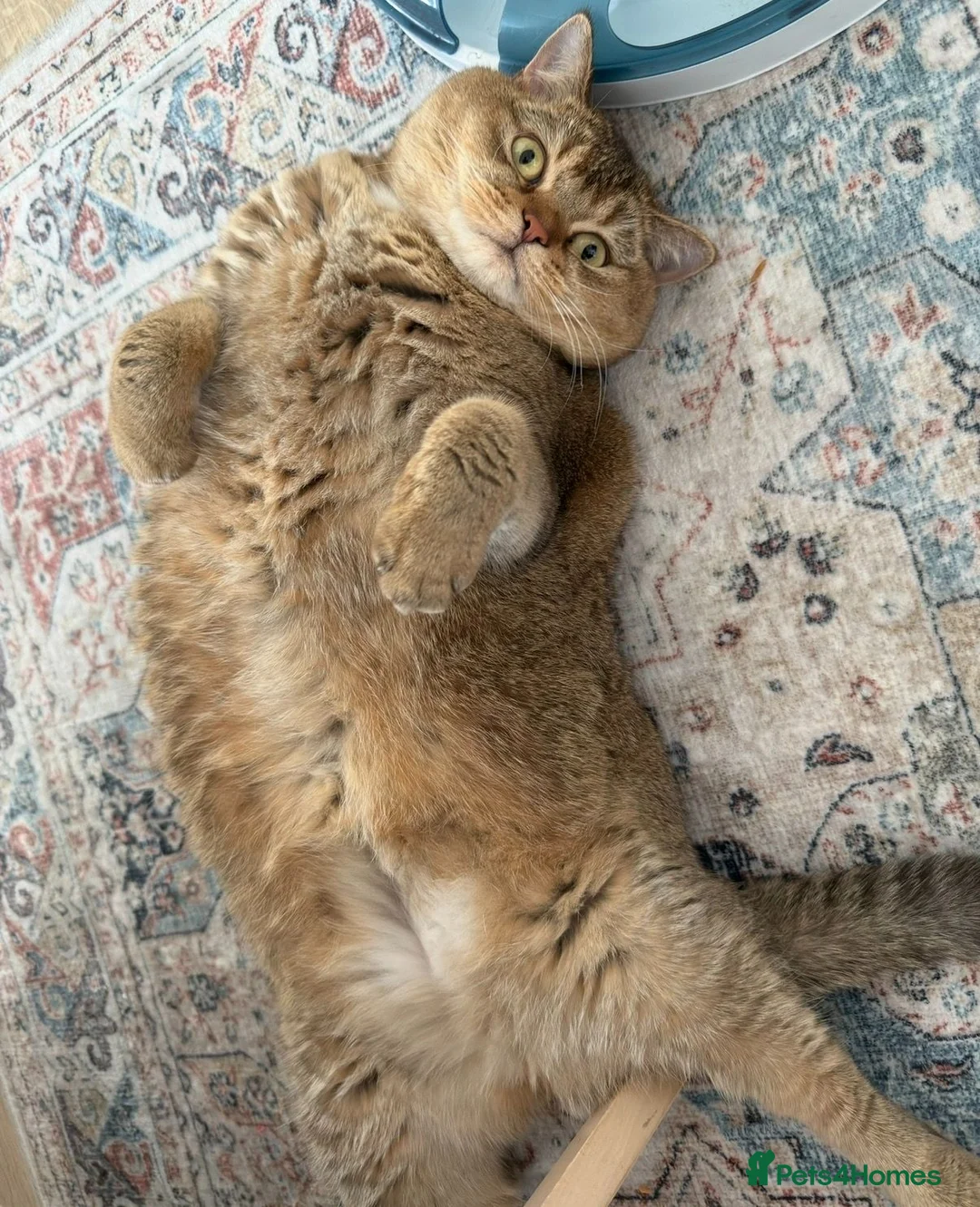 British Shorthair cats for sale: Nala - Golden BSH - Advert 1